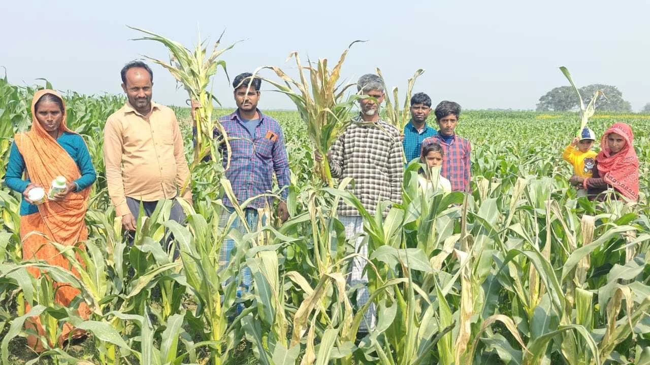 किसान ने मांगा कीटनाशक तो दुकानदार ने दिया खरपतवार नाशक,गलत दवाई के छिड़काव से 3 एकड़ मकई की फसल झुलसकर बर्बाद